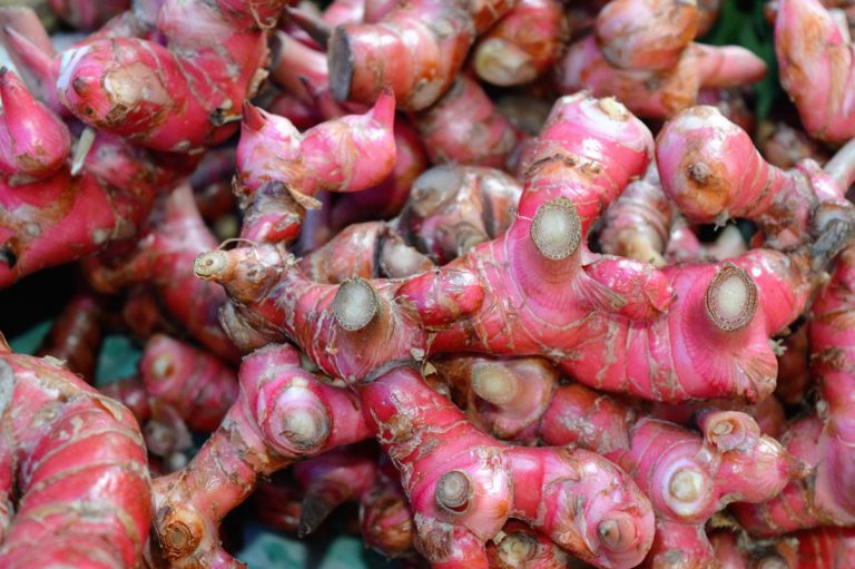 Jahe-Merah-Tingkatkan-Imun-Dengan-Herbal-Kearifan-Lokal