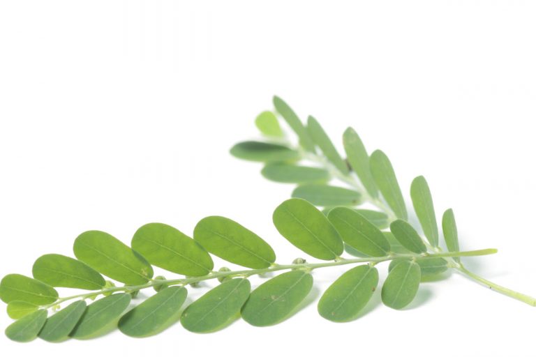 Meniran-Tingkatkan-Imun-Dengan-Herbal-Kearifan-Lokal